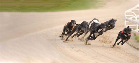 gbgb results|coral greyhound results.